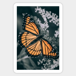 Dark Monarch Butterfly. Orange, Black and White Photograph Sticker